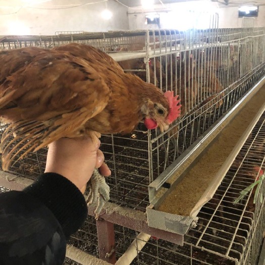 南宁 黄羽高产蛋鸡苗 多蛋鸡苗 厂家直销