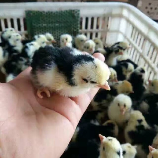 南宁 贵妃鸡苗 厂家直销