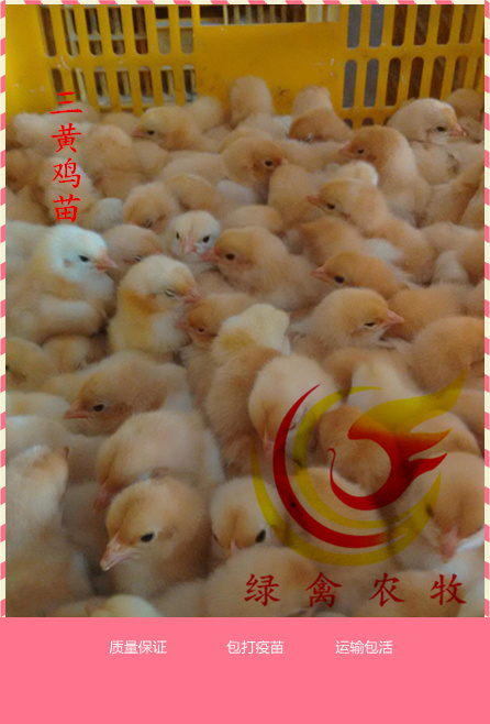 广州 三黄鸡苗 土一母鸡苗 运输包活 包打疫苗 出壳苗活体