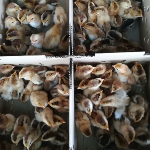 南宁 红公鸡苗 厂家直销