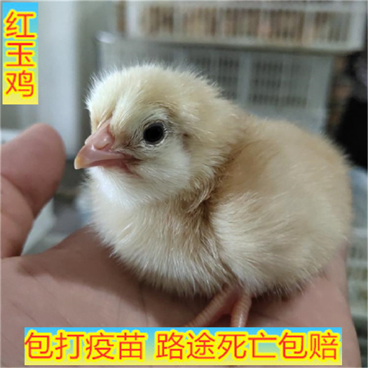 嘉祥县 红玉鸡出壳苗，山东大红公鸡，红玉鸡苗直销