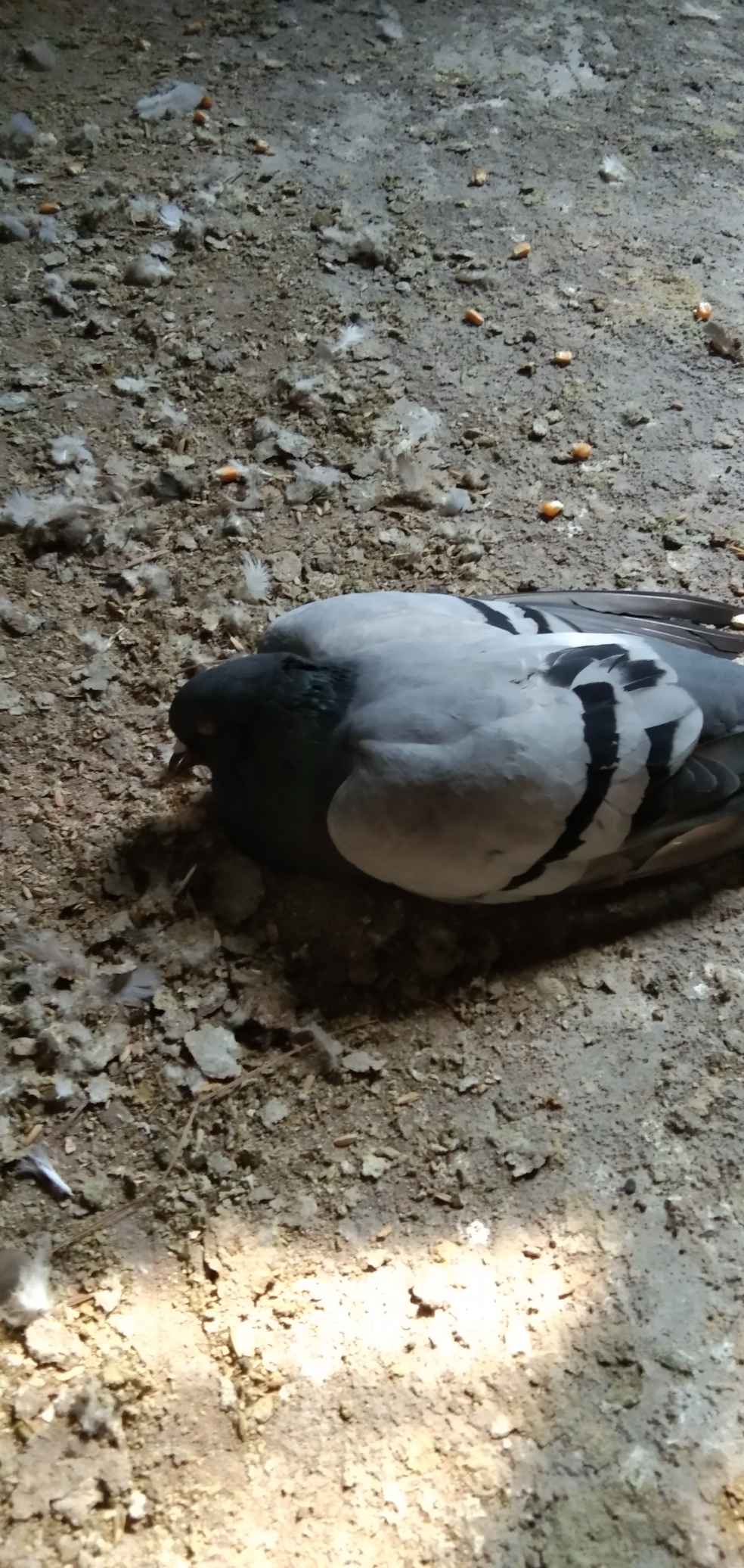 白色鸽子死亡照片图片