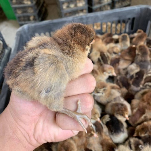 南宁 金陵麻鸡苗 厂家直销