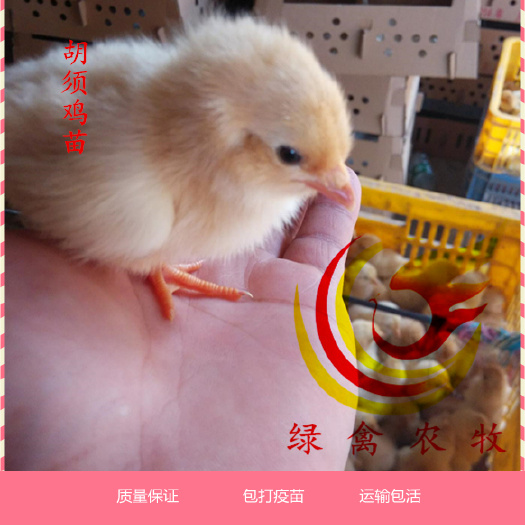 广州 胡须鸡苗 胡须母 胡须公 包死亡 运输包活 惠农优选
