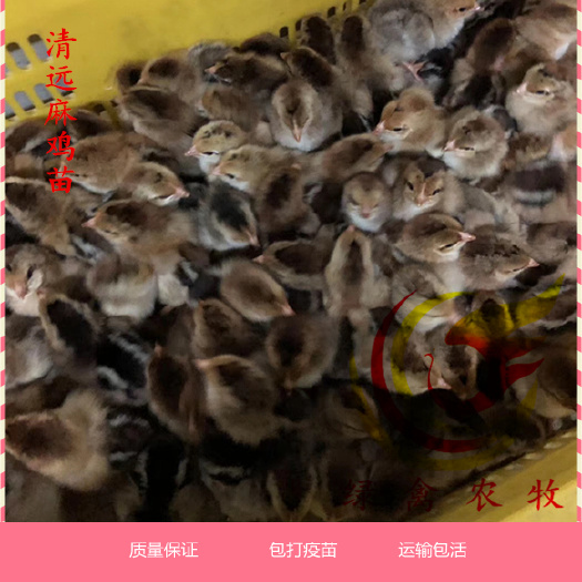 广州清远2号麻鸡苗 清远麻苗 麻母 麻公 成活率高