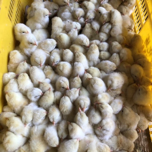 南宁 海兰灰蛋鸡苗 多蛋鸡苗 厂家直销