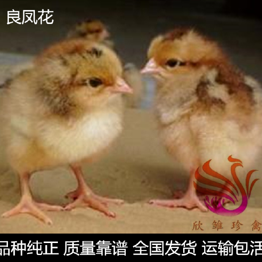 广州 良凤花鸡苗，大红公鸡苗，冠大毛红，品种纯正，运输包活。
