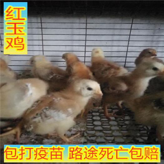 嘉祥县 红玉鸡脱温苗苗，山东大红公鸡，红玉鸡苗直销
