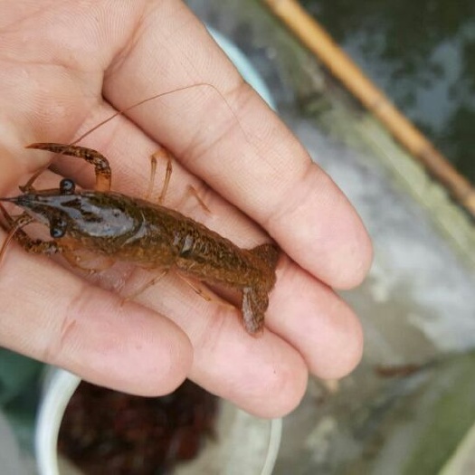 淮安小龙虾苗种虾抱卵青虾活体虾淡水养殖龙虾苗优质幼苗培育基地