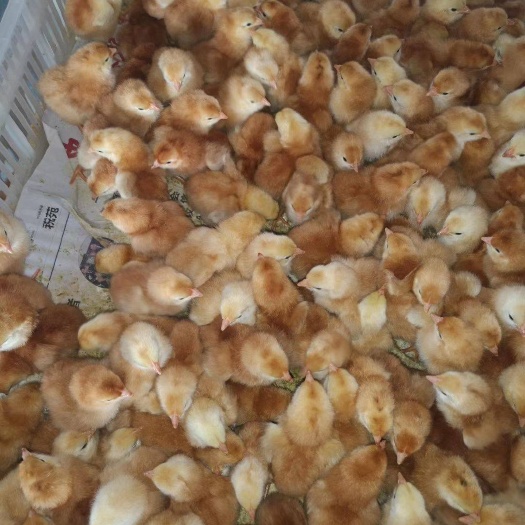 南宁 黄杂鸡苗 厂家直销