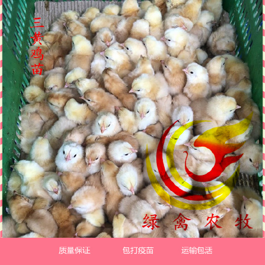 广州 三黄土鸡苗 土1 土1.5 土2 土3 包打疫苗