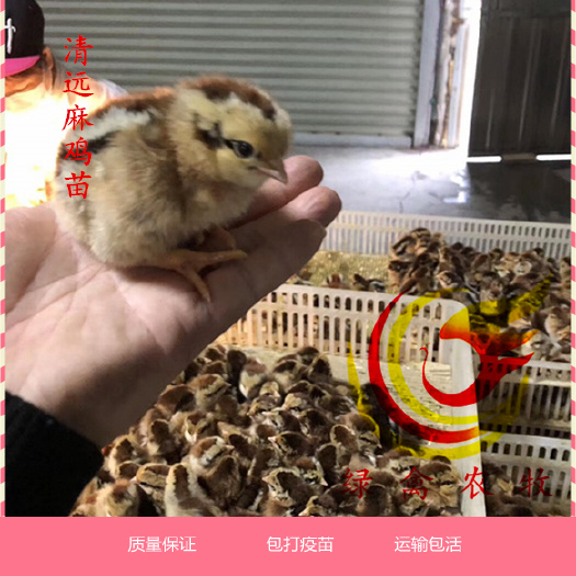 广州 清远麻鸡苗 清远麻2号公苗 包成活 包运输