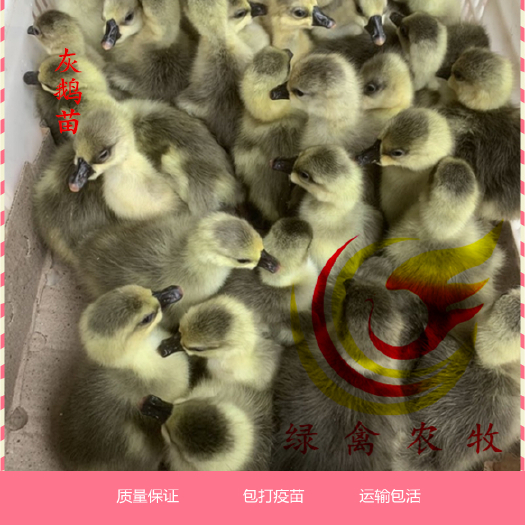广州灰鹅苗 成年鹅10斤左右 苗子大个健康 包打疫苗