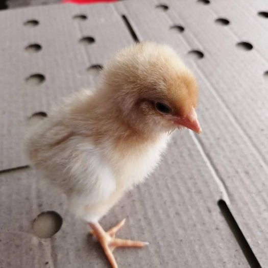 南宁 胡须鸡苗 厂家直销