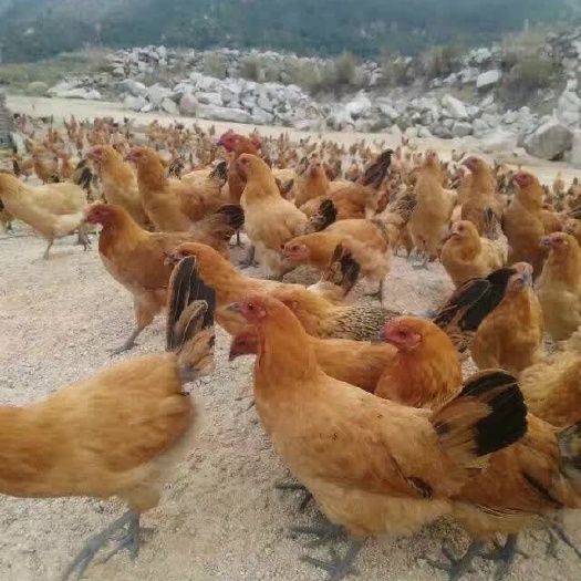 南宁 固始鸡苗 厂家直销