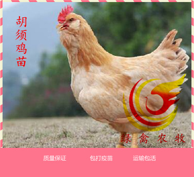 广州胡须鸡苗 正宗胡须鸡 质量保证 打疫苗 运输包活 可分公母