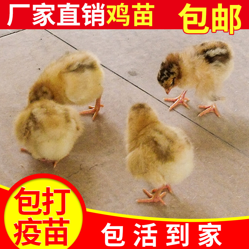 青脚土鸡苗 青脚土鸡V3出壳苗 已打疫苗 包活包赔损