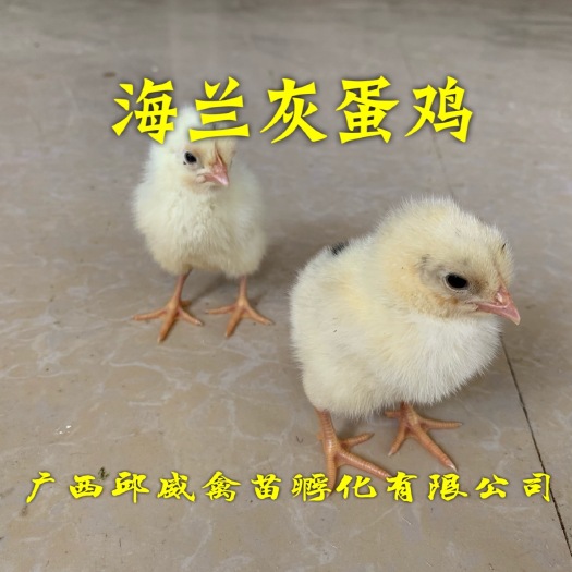 南宁海兰灰蛋鸡苗 海兰灰蛋鸡出壳苗 已打疫苗 包活包赔损