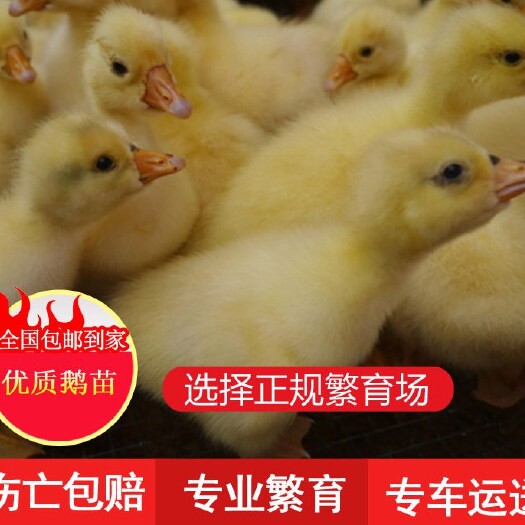南宁 杂交鸭苗 出壳苗 已打疫苗 包活包赔损
