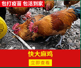 南宁青脚麻鸡苗 青脚麻出壳苗 已打疫苗 包活包赔损
