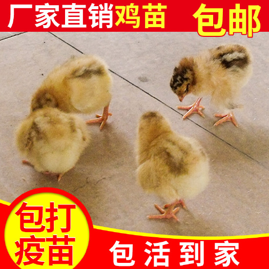 南宁文昌鸡苗 文昌鸡、海南土鸡出壳苗 已打疫苗 包活包赔损