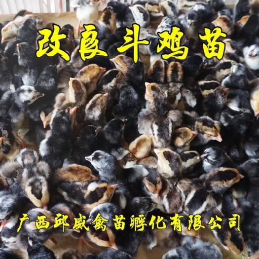 南宁斗鸡苗 改良斗鸡出壳苗 已打疫苗 包活包赔损