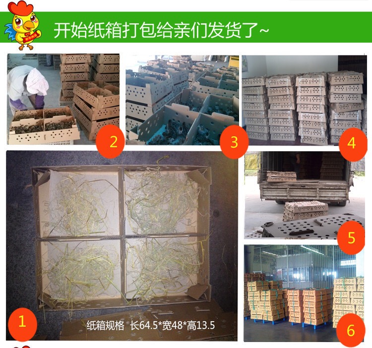 青脚土鸡苗 青脚土鸡V3出壳苗 已打疫苗 包活包赔损
