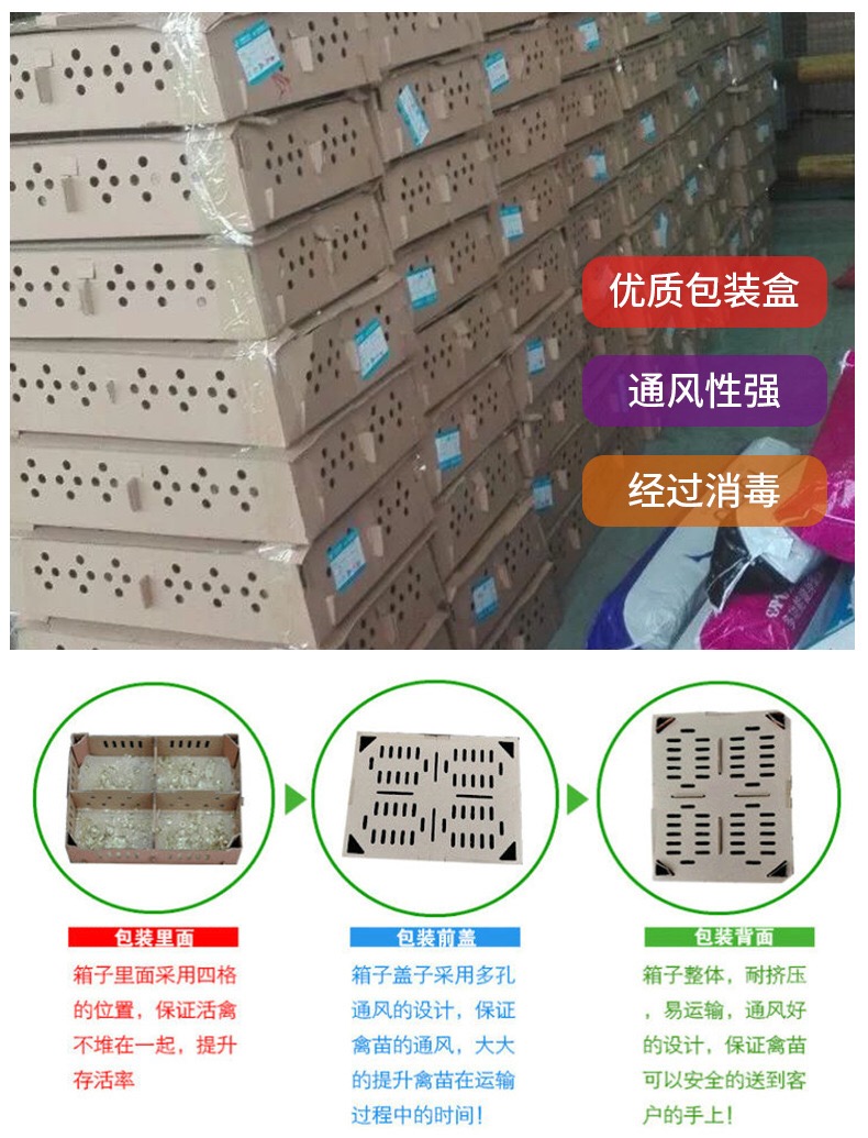 青脚土鸡苗 青脚土鸡V3出壳苗 已打疫苗 包活包赔损