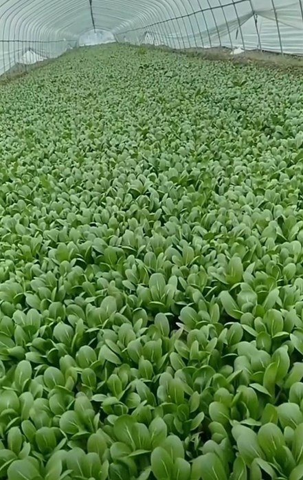 泊头市种植大棚 蔬菜大棚  养殖大棚   连栋温室    大棚骨架