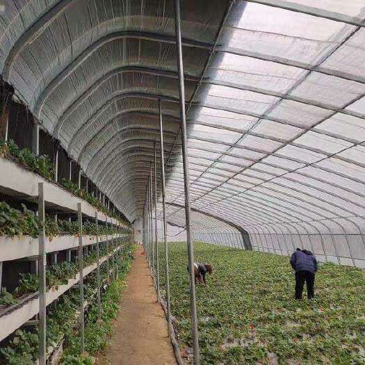 泊头市钢管大棚 蔬菜大棚温室大棚蘑菇大棚