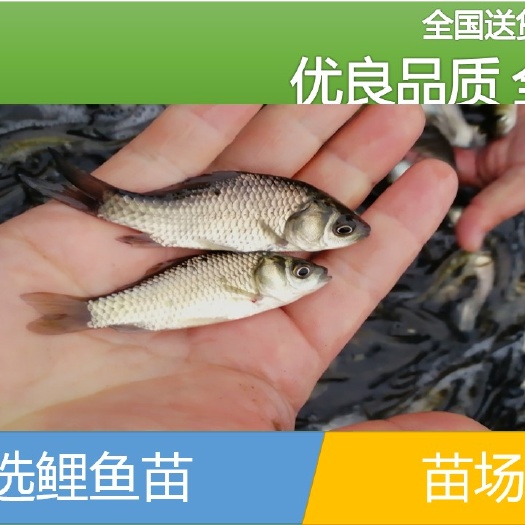 铜仁【批发】鲤鱼苗，鱼场直供、量大从优。