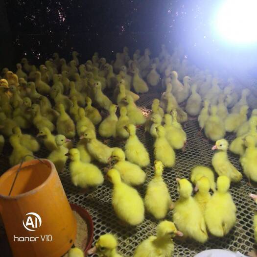 南宁 白鹅苗 厂家直销