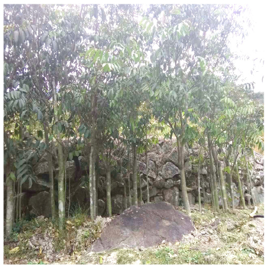 闽侯县青橄榄苗  青橄榄树苗 香甜榄 凌峰橄榄树苗 2号橄榄树苗