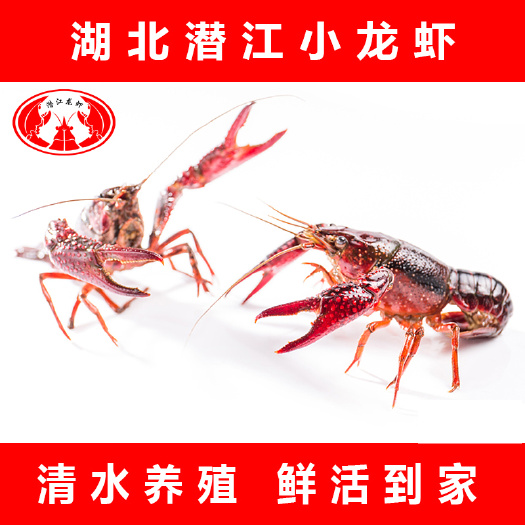 潜江市 潜江小龙虾稻田清水养殖小/中/大/青虾红虾 产地直销