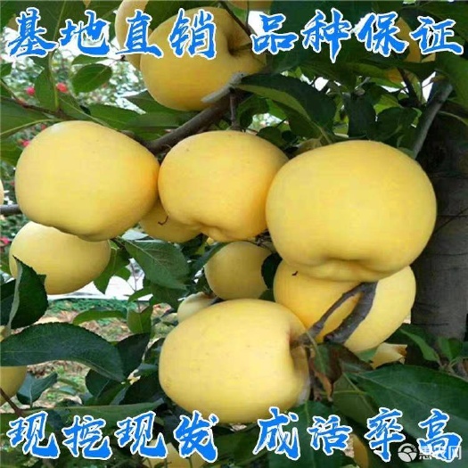 平邑县 金冠苹果苗黄元帅苹果树苗黄香蕉金帅苹果苗南方北方种植当年结果