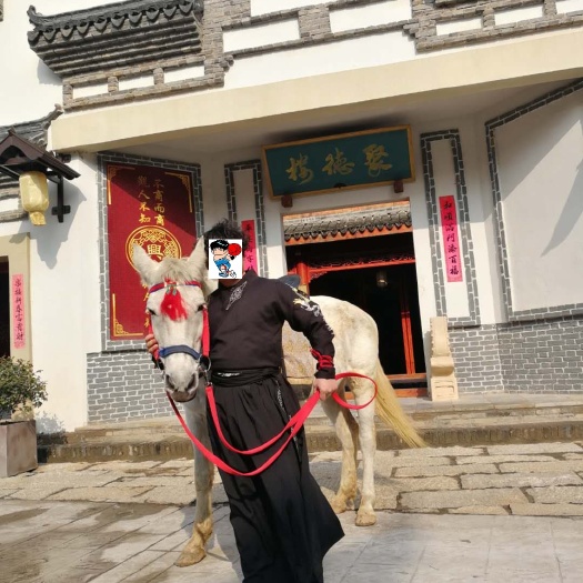 湖州 景区乘骑电影拍摄用马出售