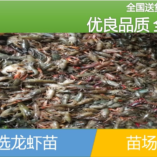 湘乡市 【批发】小龙虾苗，鱼场直供、量大从优。