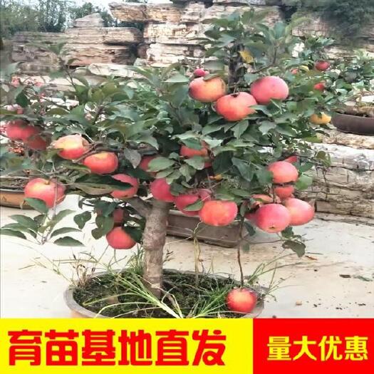 平邑县矮化红富士苹果苗 富士苹果树嫁接果苗南方种植盆栽苹果苗矮化北方地栽苗当年结果