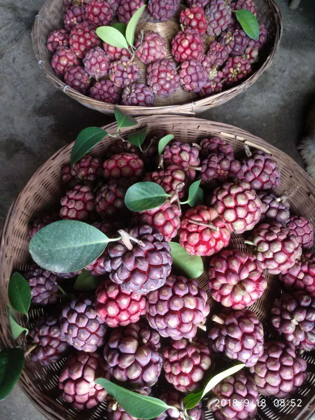 布福娜（黑老虎）果