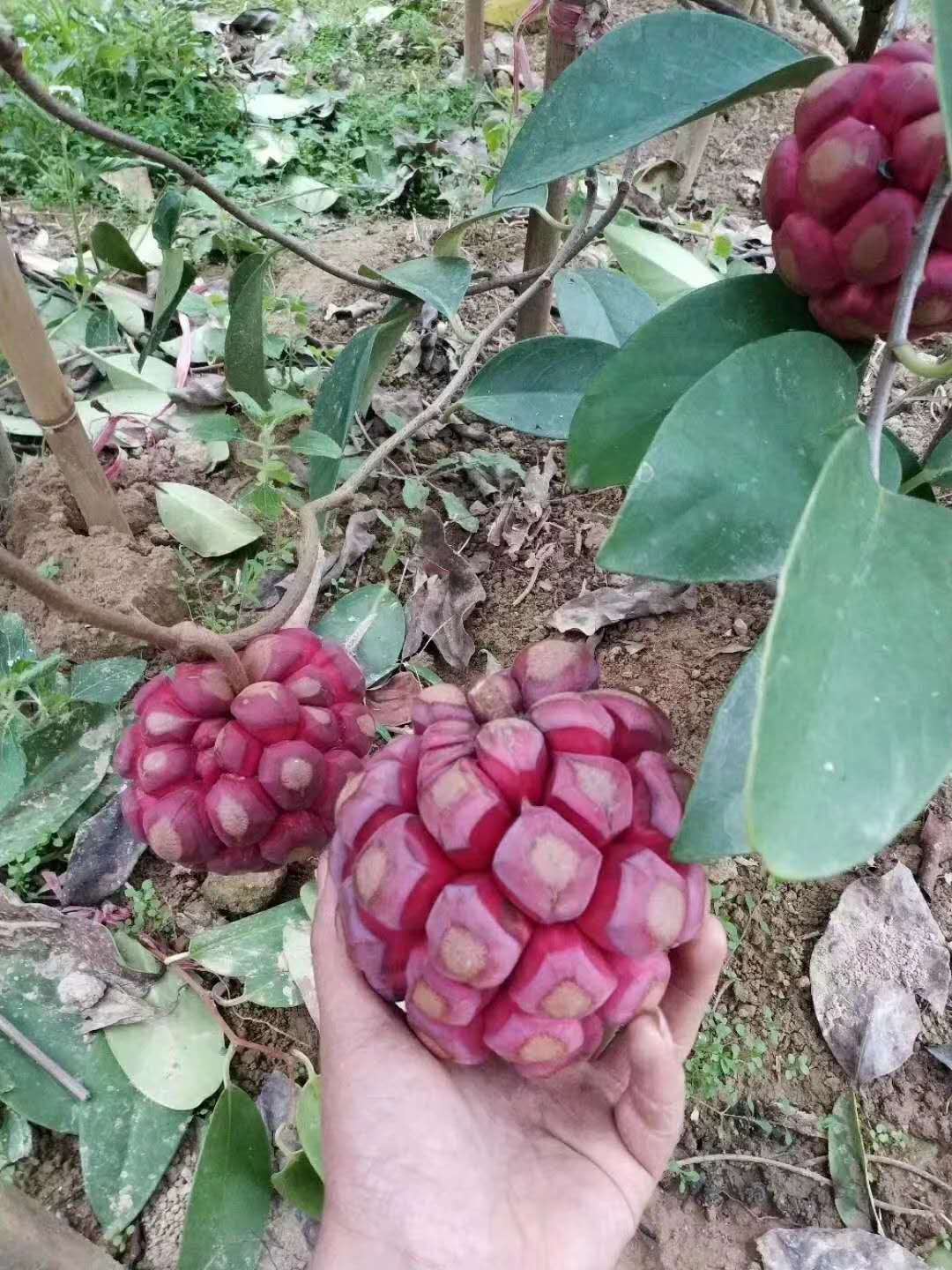 布福娜（黑老虎）果