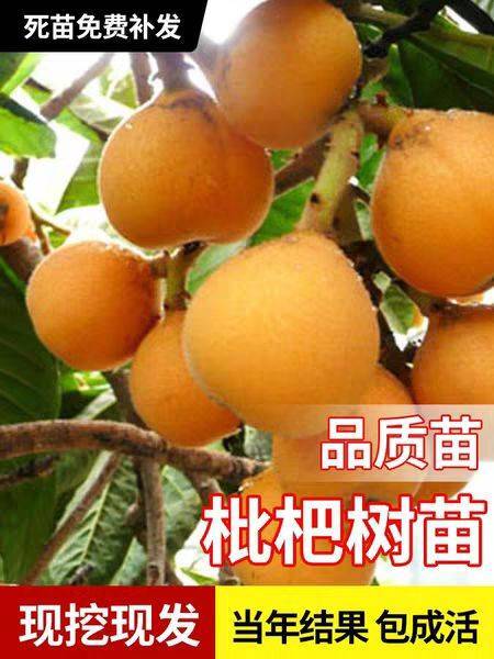 平邑县 贵妃枇杷树苗正宗嫁接苗枇杷苗当年结果南方北方种植
