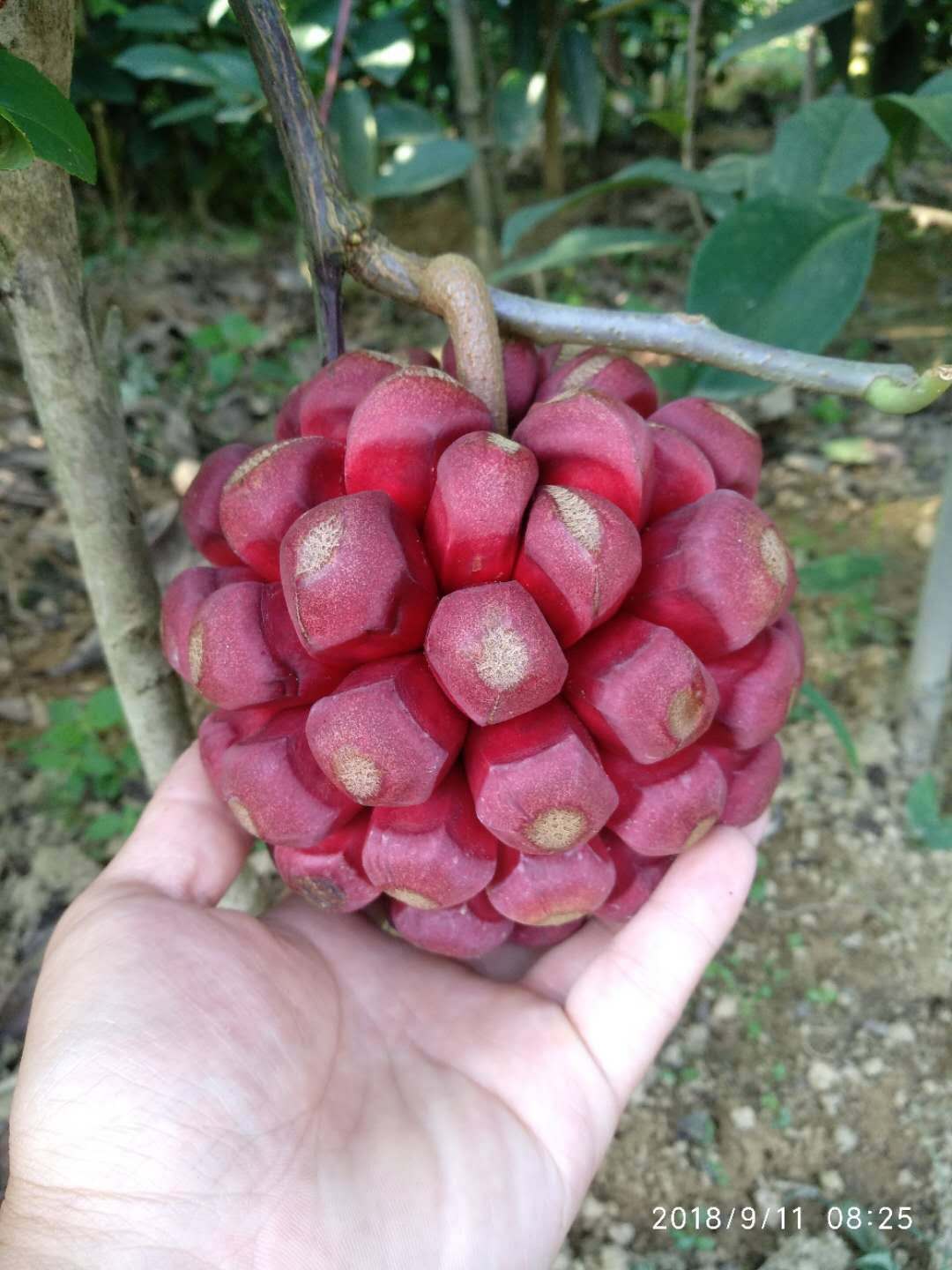 布福娜（黑老虎）果