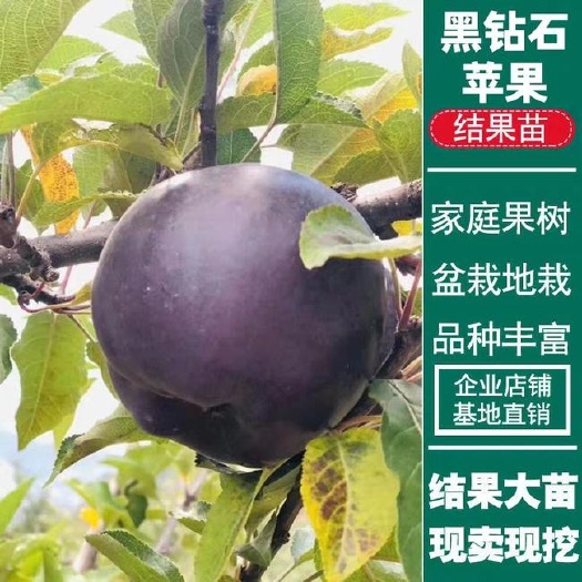 平邑县 新品种黑钻石苹果树苗南北方种植当年结果庭院盆栽地栽嫁接苹果苗