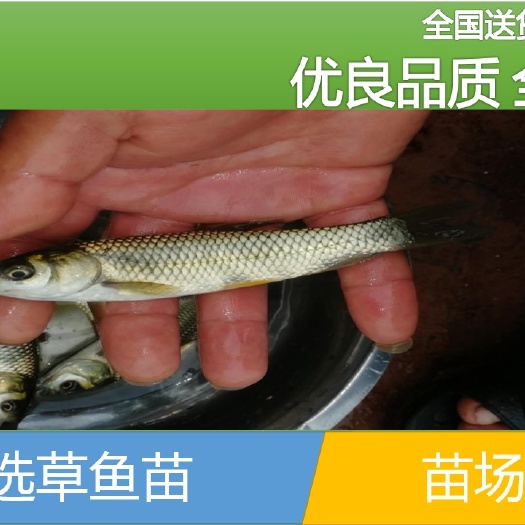 太白县【批发】草鱼苗，鱼场直供、量大从优。