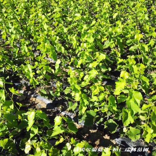 桓仁县酿酒威代尔葡萄苗 冰葡萄苗 酿酒葡萄苗新品种