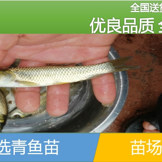 昌宁县 【批发】青鱼苗，鱼场直供、量大从优。