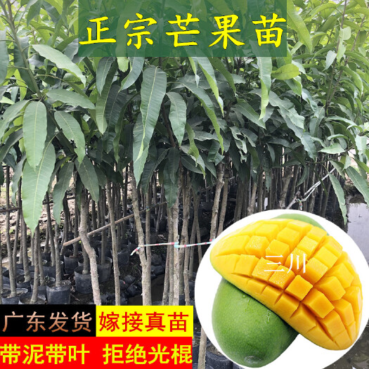 普宁市 正宗芒果树苗嫁接芒果苗金煌芒苗四季芒果苗红芒苗实生苗