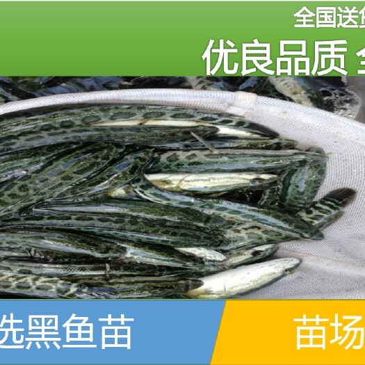 道真县 【批发】黑鱼苗，鱼场直供、量大从优。