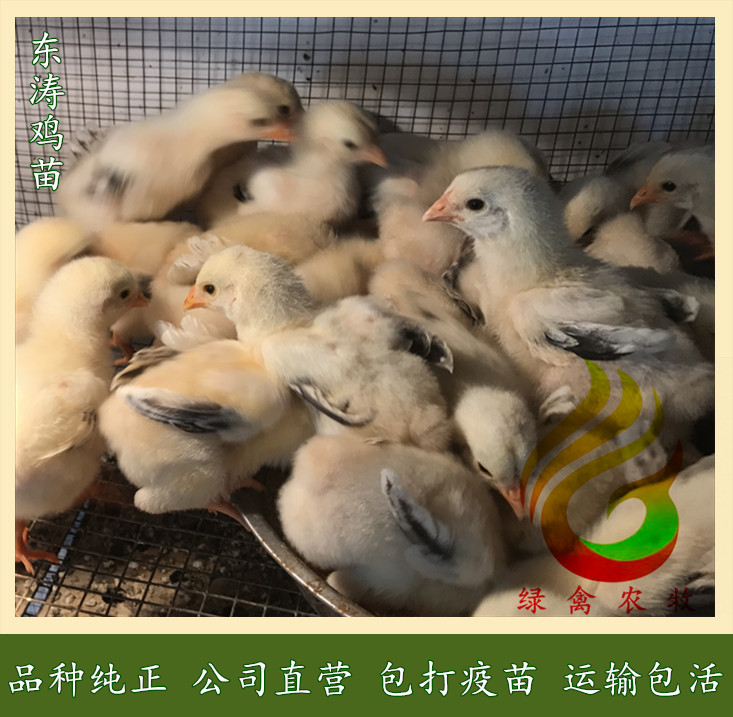 35天脱温东涛鸡苗-越南大脚鸡苗-品种纯正-质量保证