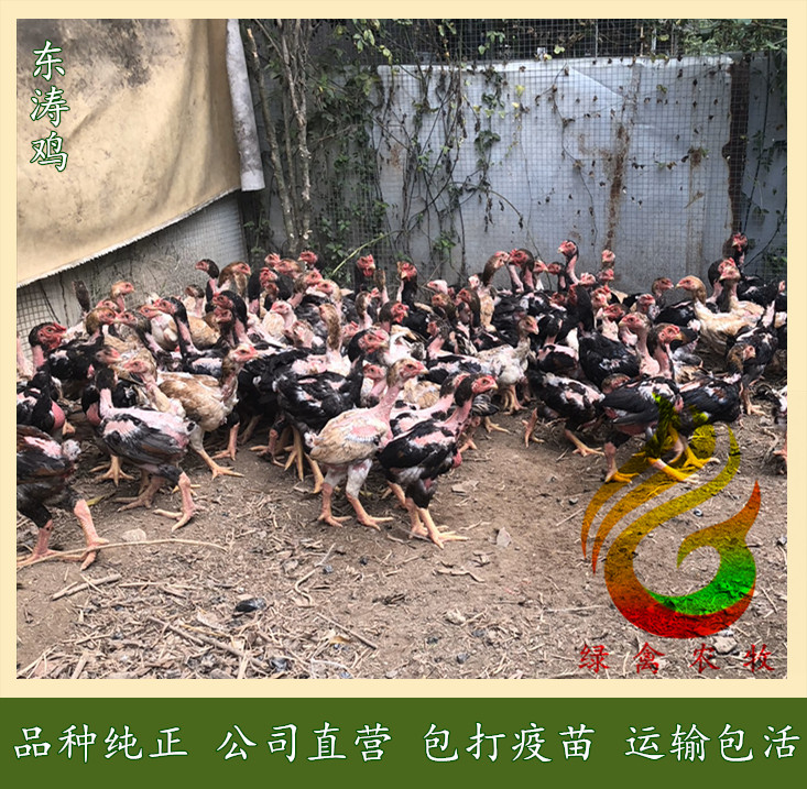 35天脱温东涛鸡苗-越南大脚鸡苗-品种纯正-质量保证